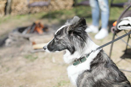 lean sad black-and-white Border Collie dog Sits thoughtfully on leashの写真素材