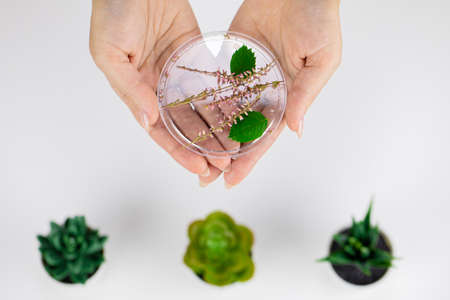 Close-up hands hold natural herbal ingredients on white background with plantsの写真素材