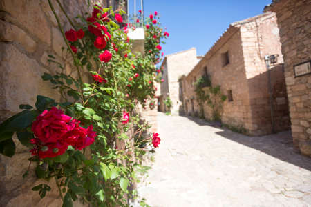 Siurana, Tarragona, Spain, May 1, 2020 - creeping rose on Narrow street in Siurana. picturesque medieval old town. most photogenic place. Catalan History of Middle Ages. UNESCO heritage.の写真素材