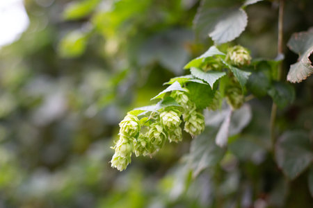 Green hops close up. Green hops is beer ingredient. Hop cones on blurred background. Beer brewing ingredients. Beer brewery concept.の写真素材