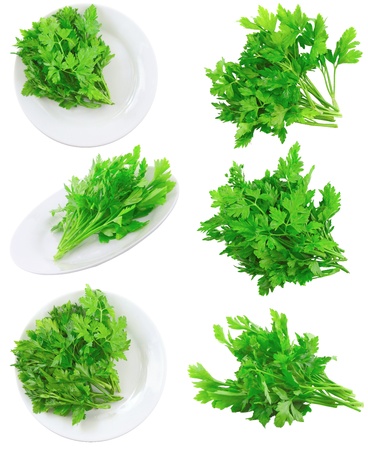 Collage (collection ) of Fresh parsley on white background. Isolated over whiteの写真素材