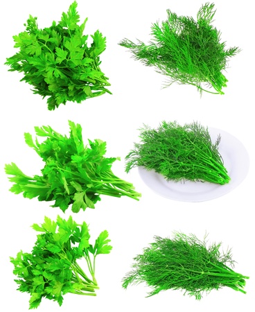 Collage (collection ) of Fresh parsley on white background. Isolated over whiteの写真素材
