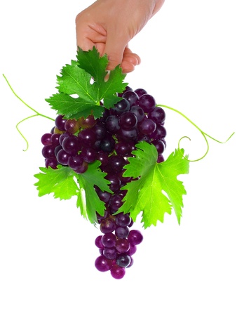 Branch of black grapes hold in hand with green leaf. Isolatedの写真素材