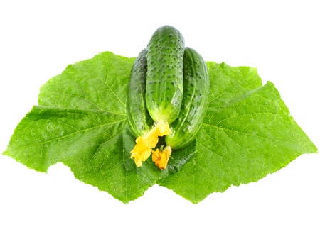 Fresh  cucumbers on  with green leaf and yellow blossom cluster. Isolated over white.の写真素材