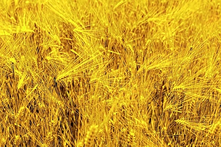 Field of rye close-up. Wallpaperの写真素材