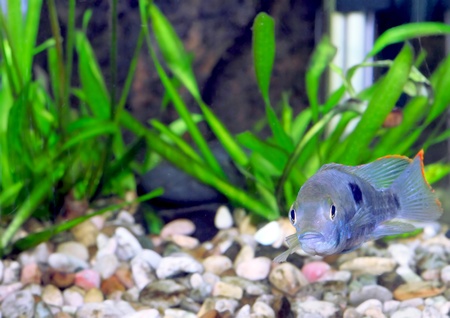 Aquarium Fish dwarf Cichlid.  (Apistogramma nijsseni).の写真素材