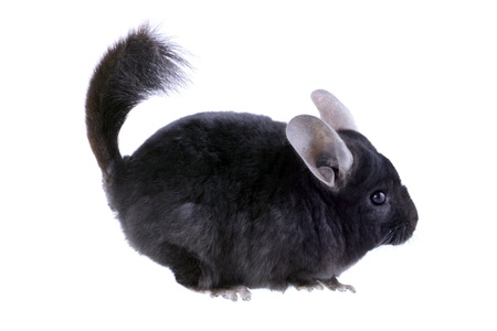 Black ebonite chinchilla on white background. Isolataedの写真素材