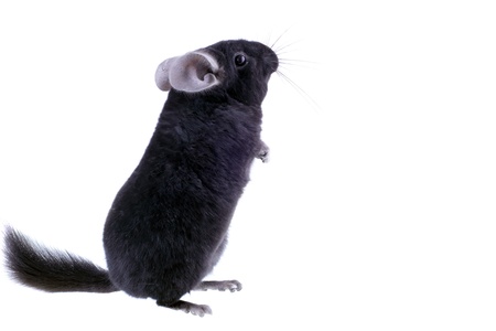 Black ebonite chinchilla on white background. Isolataedの写真素材