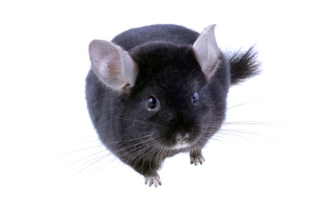 Black ebonite chinchilla on white background. Isolataedの写真素材