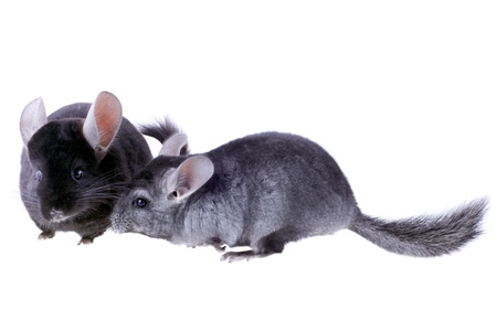 Couple of gray ebonite chinchilla on white background. Isolataedの写真素材
