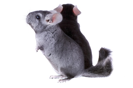 Couple of gray ebonite chinchilla on white background. Isolataedの写真素材
