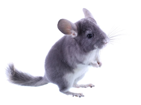 Gray ebonite chinchilla on white background. Isolataedの写真素材