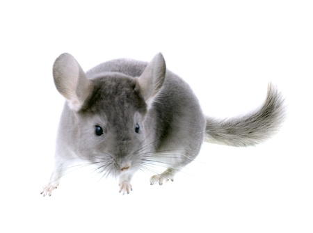 Gray ebonite chinchilla on white background. Isolataedの写真素材