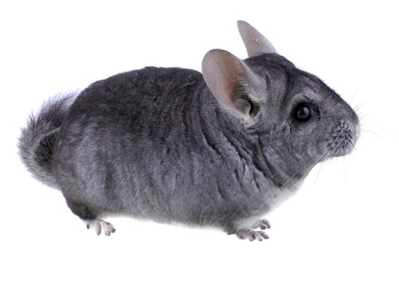 Gray ebonite chinchilla on white background. Isolataedの写真素材