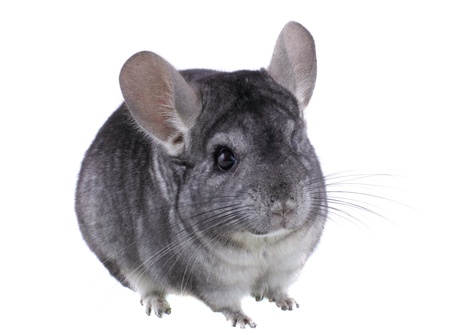 Gray ebonite chinchilla on white background. Isolataedの写真素材