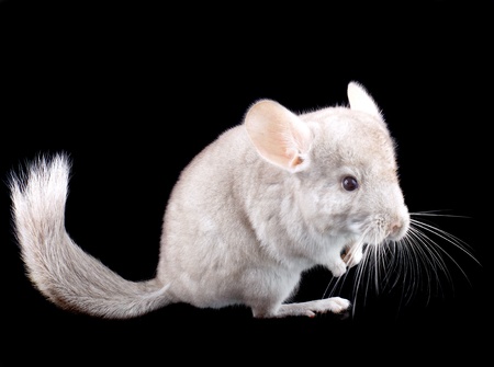 Gray ebonite chinchilla on black background.の写真素材