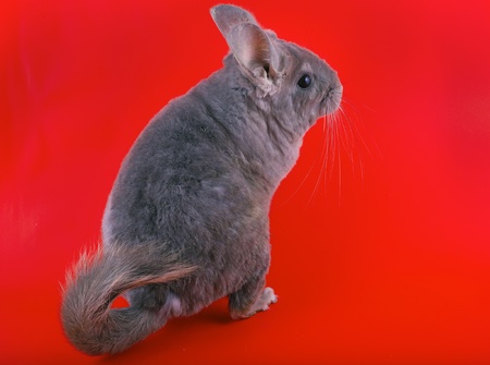 Violet ebonite chinchilla on red background.