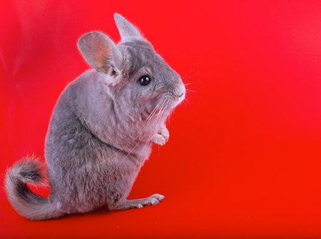 Violet ebonite chinchilla on red background.の写真素材