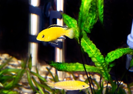 Aquarium Fish- Cichlid Hummingbird Yellow.(Labidochromis caeruleus)の写真素材