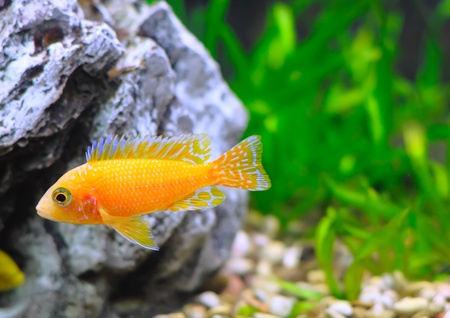 Aquarium Fish dwarf Cichlid-Aulonocara(Aulonocara sp. Orchidea Red)の写真素材