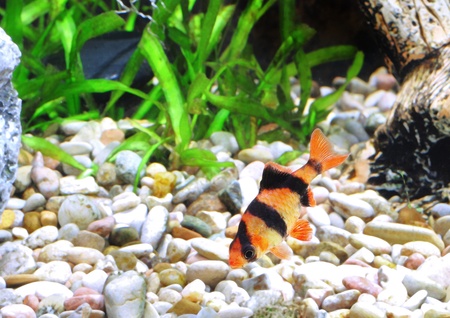 Single aquarium fish-Barbus-five-banded barb. (Barbus pentazona)の写真素材