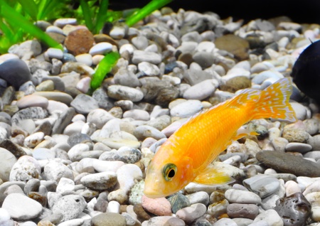 Aquarium Fish dwarf Cichlid-Aulonocara(Aulonocara sp. Orchidea Red)の写真素材
