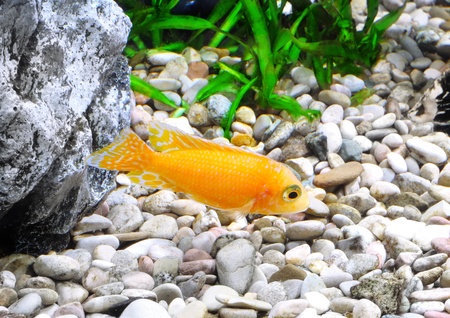 Aquarium Fish dwarf Cichlid-Aulonocara(Aulonocara sp. Orchidea Red)の写真素材