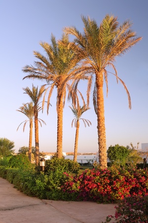 Early morning and palm-tree .  Sunrise.  Egyptの写真素材