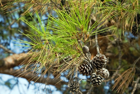 Pine branch with cones. Focus on cones.の写真素材