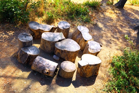 Tree stums, Crimea, Ukraine