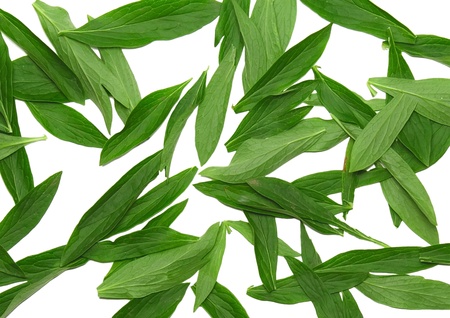 Texture background- green leaf. Isolated.の写真素材