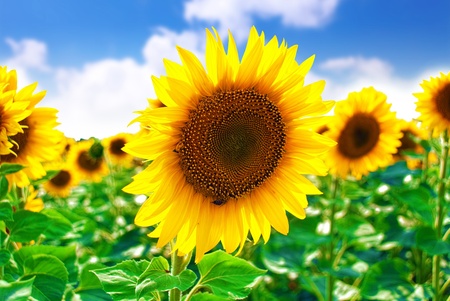 Beautiful sunflowers in the field with bright blue sky.の写真素材