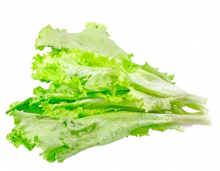 Leaf of lettuce on white background. Isolated over whiteの写真素材