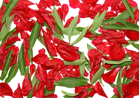 Texture background- green leaf and rose petal. Close- Up.Isolatedの写真素材