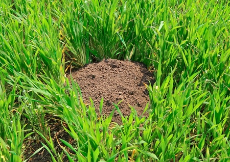 A mole's work in fields on ferm.の写真素材