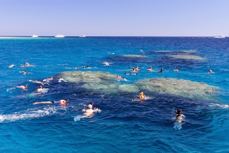 Coral pillars in the Red Sea, Egyptの写真素材
