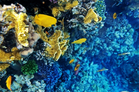 Coral and fish in the Red Sea.Masked butterfly.Egyptの写真素材