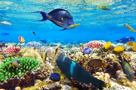Coral and fish in the Red Sea Egypt