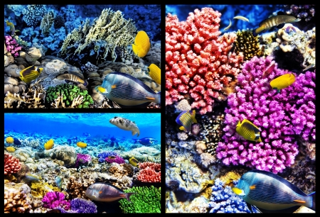Coral and fish in the Red Sea. Egypt, Africa. Collage. の写真素材