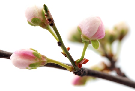 Branch with blossoms  Isolated on white backgroundの写真素材