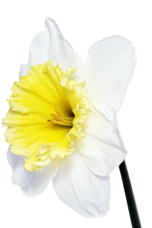 
Beautiful spring single flower: white  narcissus (Daffodil). Isolated over white. 
の写真素材