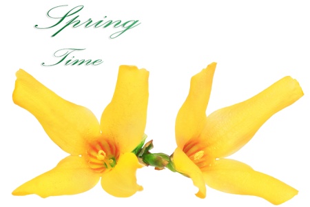 Forsythia flowers on white background. Isolated.