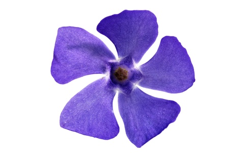 Single violet flower.Closeup on white background. Isolated.の写真素材