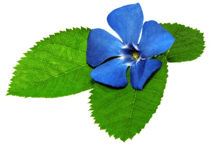 Violet flower on green leaf .Closeup on white background. Isolated .の写真素材