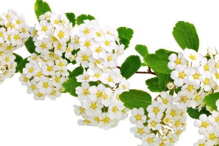Beautiful white flowering shrub Spirea aguta (Brides wreath). Isolated.