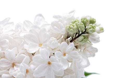 Beautiful  white  Lilac . Isolated over white.の写真素材