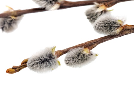 Branches of the pussy willow with flowering bud Isolated