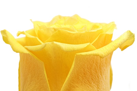Beautiful yellow rose flower. Ð¡loseup.Isolated の写真素材