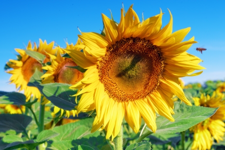 Beautiful sunflowers in the summer field.の写真素材