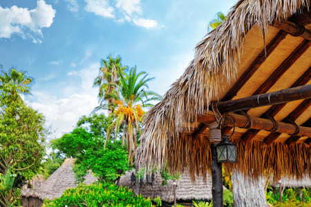 Beautiful landscape of humid tropical jungleの写真素材